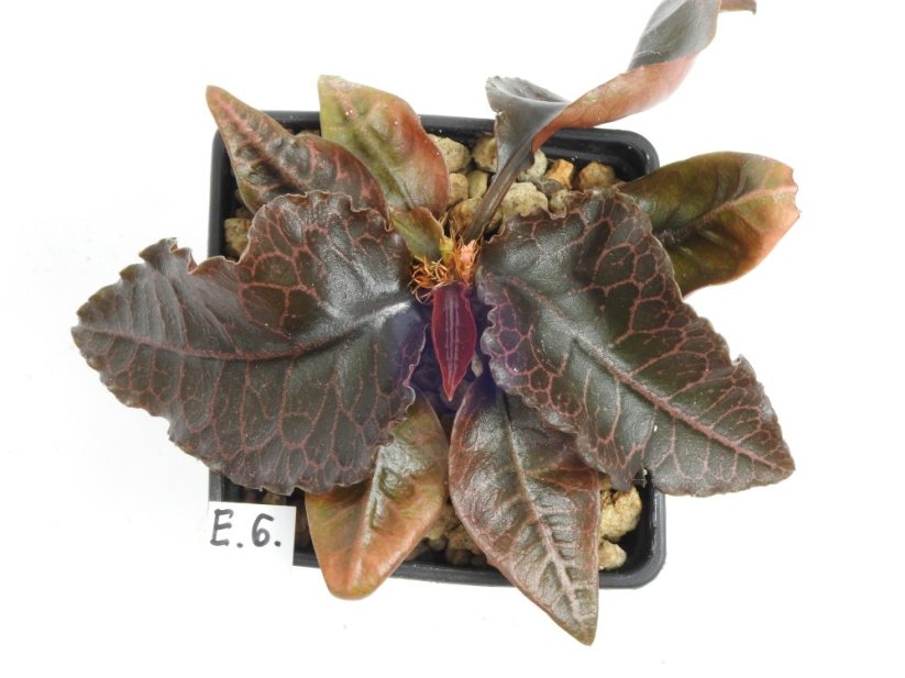 Euphorbia francoisii hybrid  No.6