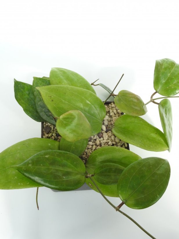 Hoya Loyceandrewsiana