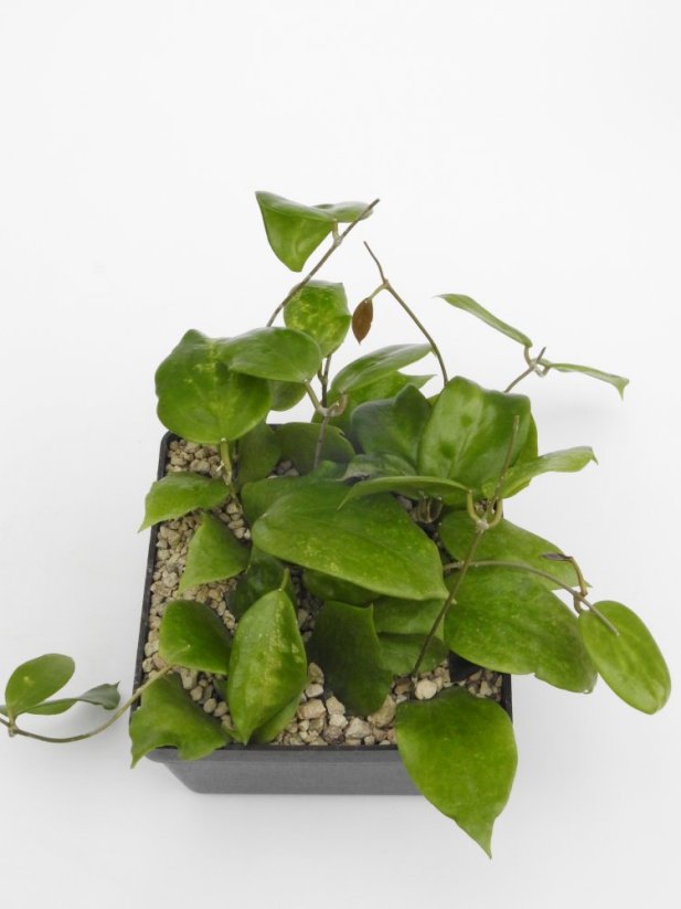 Hoya pentaphlebia