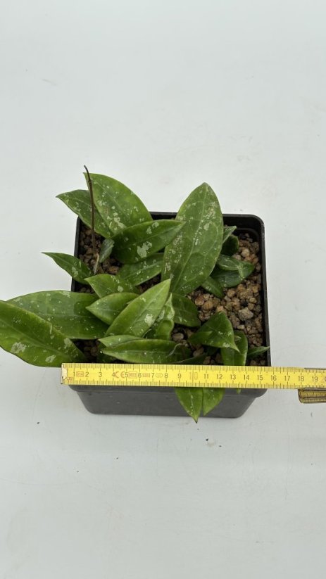 Hoya noid