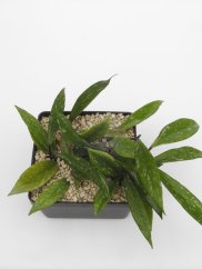 Hoya chimera gps 10225
