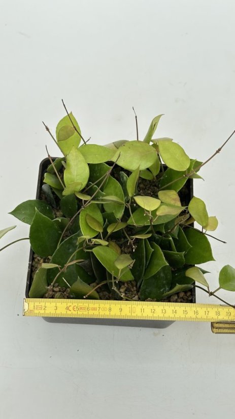Hoya litoralis IML 708 Moa Island