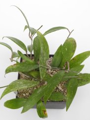 Hoya parasitica long leaf