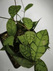 Hoya Calistophylla Aceh