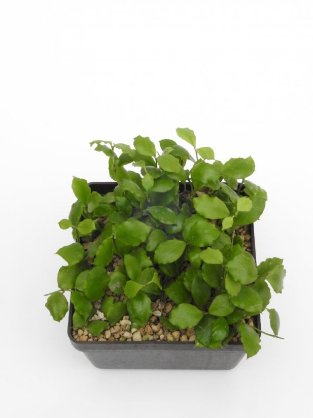 Hoya endauensis