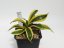 Sansevieria trifasciata sp. No.5