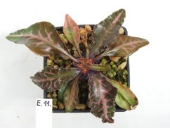 Euphorbia francoisii hybrid  No.11