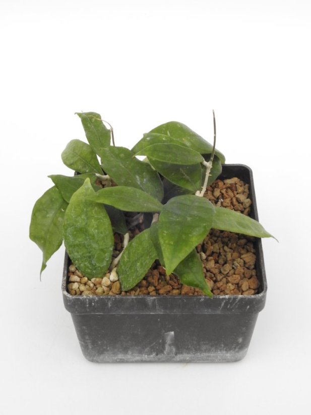 Hoya Finlaysonii Panggha