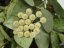 Hoya lacunosa splash