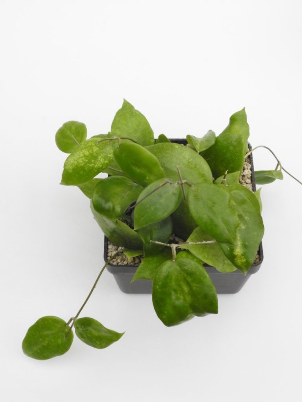 Hoya pentaphlebia