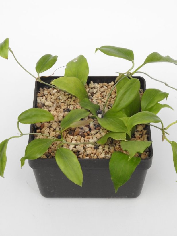 Hoya Cominsii