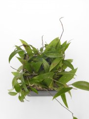 Hoya parasitica nort habli