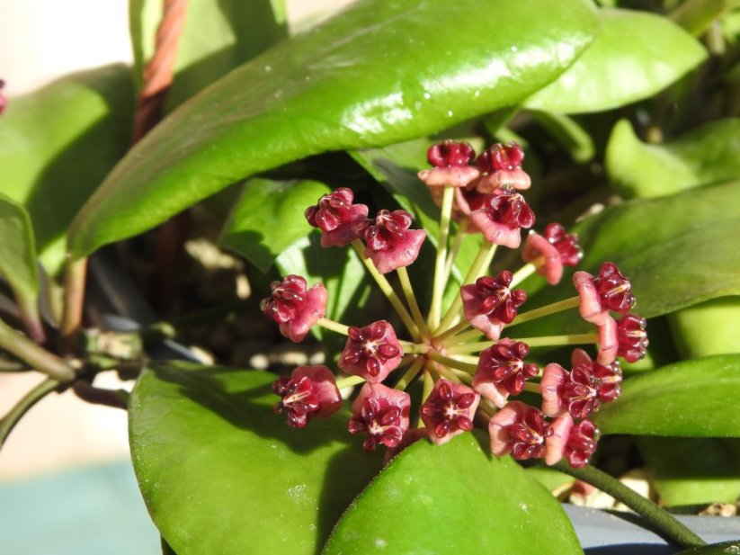 Hoya Lucardenasiala