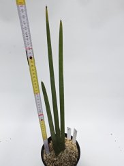 Sansevieria pearsonii  No.16