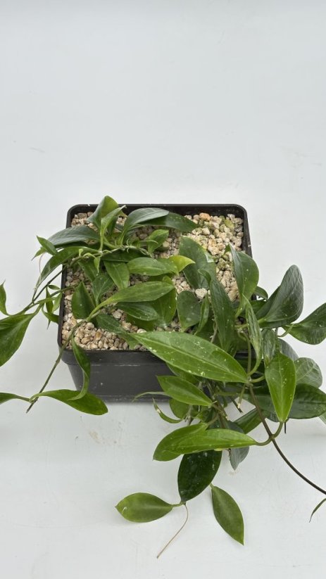 Hoya sp. 001
