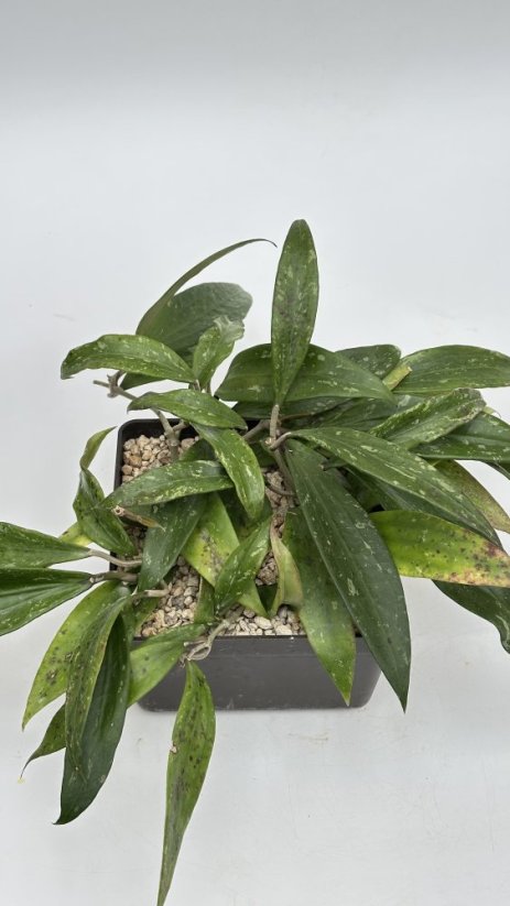 Hoya rigida IML 1424