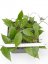 Hoya anjuk ladang ma20