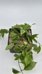 Hoya anulata