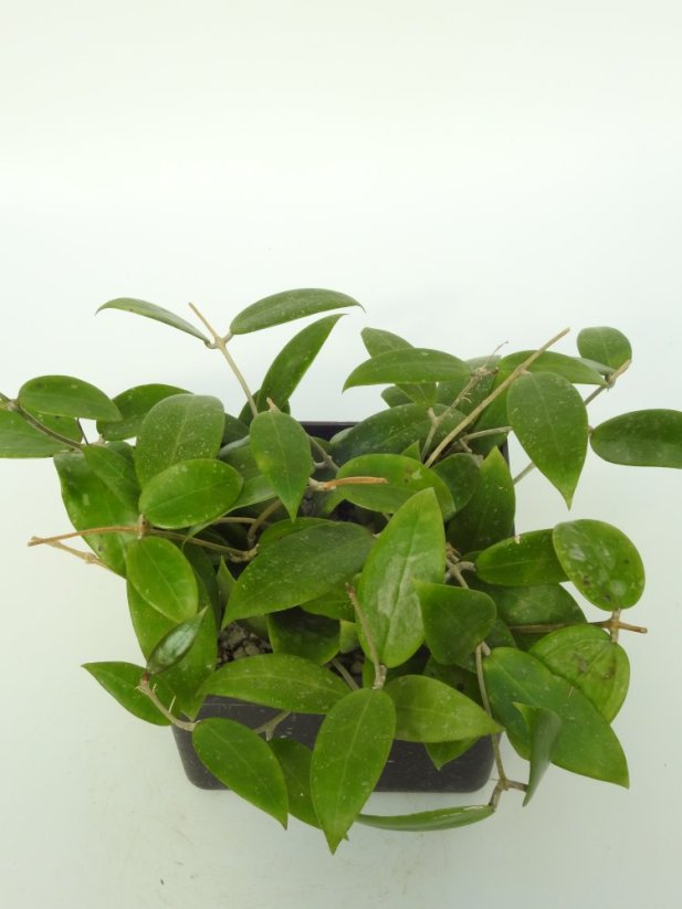 Hoya Spearmint