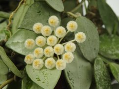 Hoya lacunosa splash
