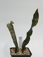 Sansevieria kirkii var. pulchra  No.14