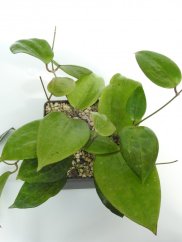 Hoya Loyceandrewsiana