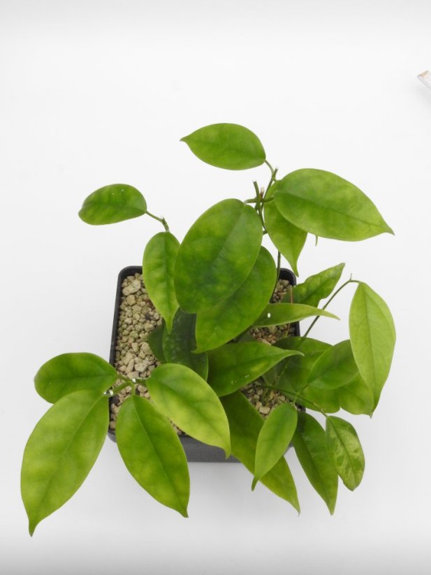 Hoya halconensis