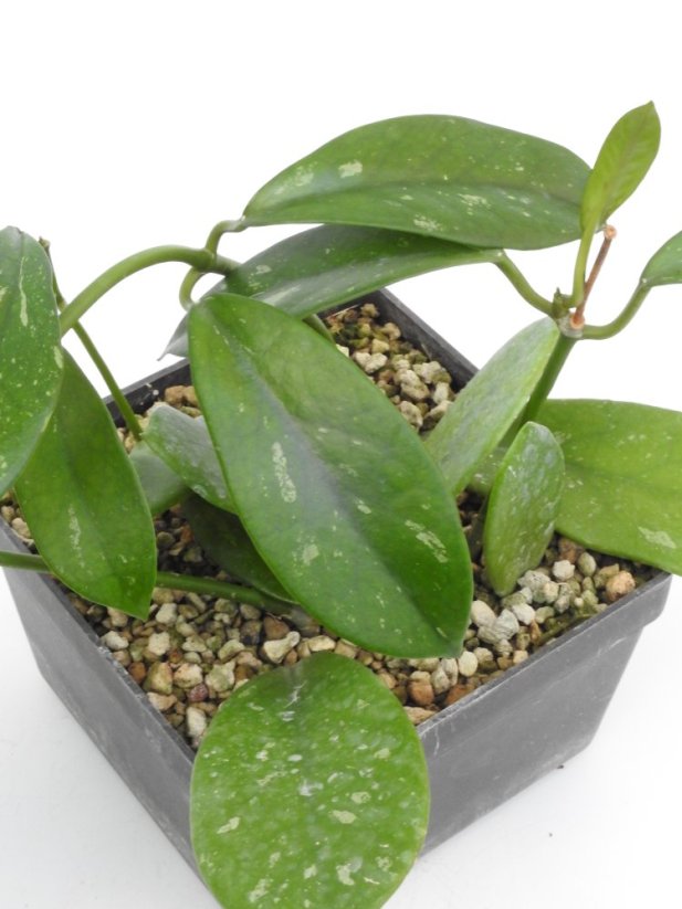 Hoya Gonoloboides