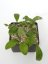 Hoya Shadow