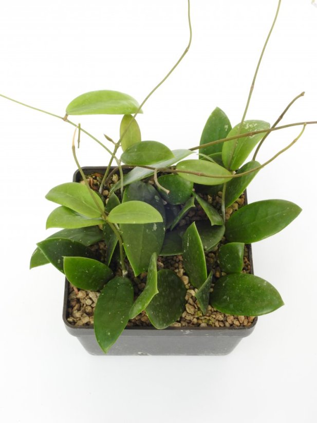 Hoya verticilata 207