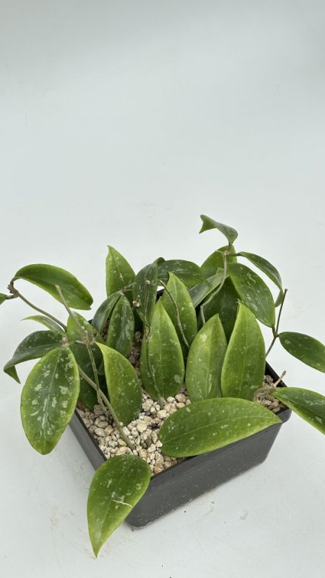 Hoya rangsan