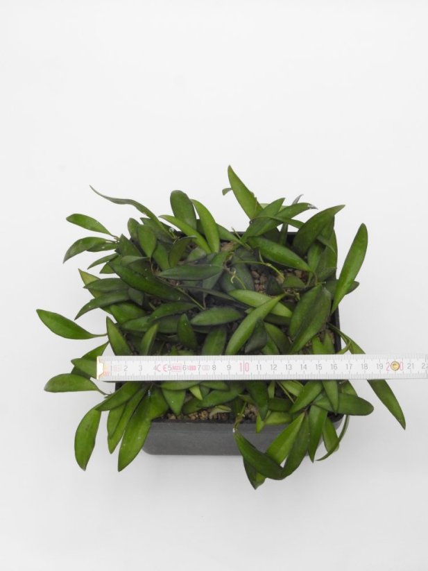 Hoya wayetii blte rot