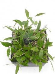 Hoya bogor 166