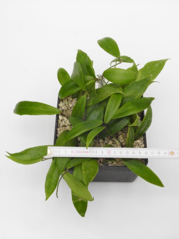 Hoya ilagiorum