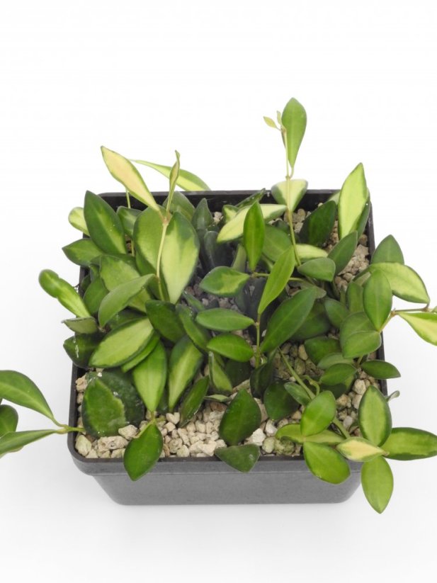 Hoya burtoniae var. ds70