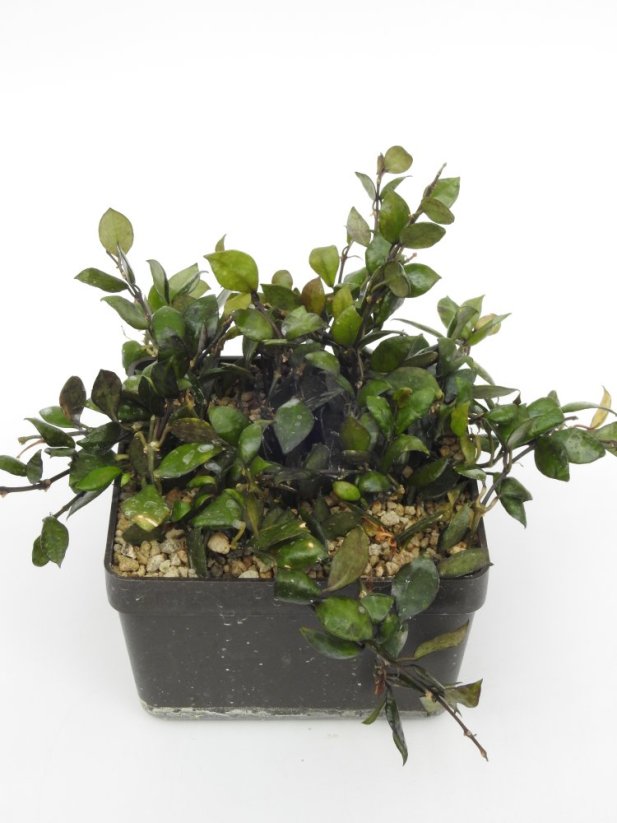 Hoya Lacunosa Black Queen