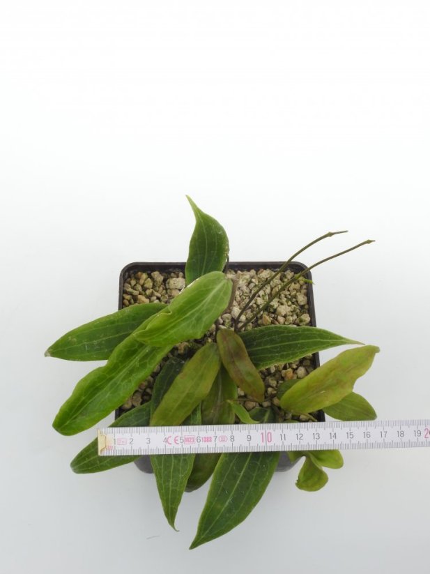 Hoya Bordenii Cf