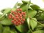 Hoya bilobata hort ipps0087 blute rot