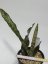 Sansevieria kirkii var. pulchra   No.4