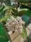 Hoya elliptica