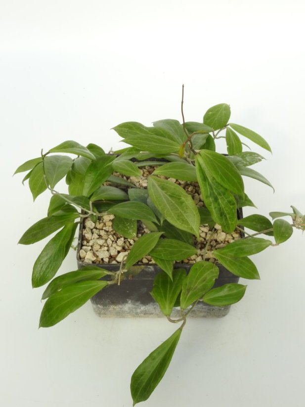 Hoya MPR IML 1868 Sp. Blüten Weis