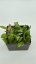 Hoya sp. Haruku IPPS 3759
