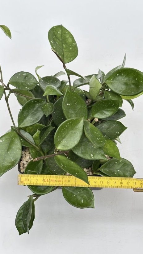 Hoya carnosa round leaf