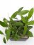 Hoya erythrostemma