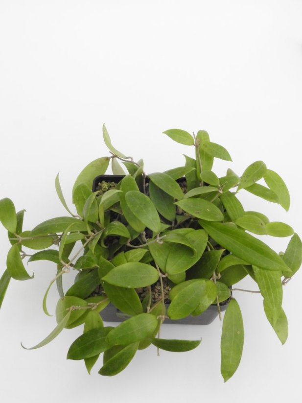 Hoya persicina rosea