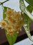Hoya linusi