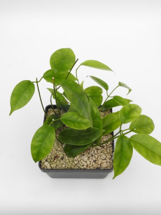 Hoya halconensis