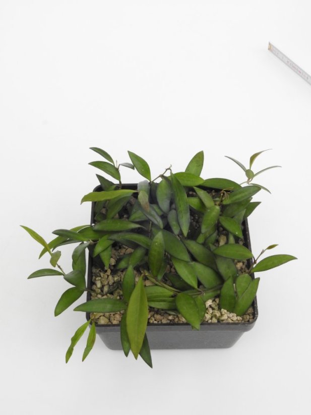 Hoya rosita
