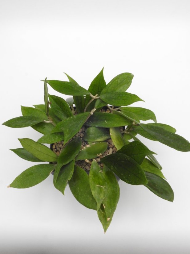 Hoya jennifer