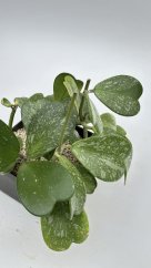 Hoya kerrii splash